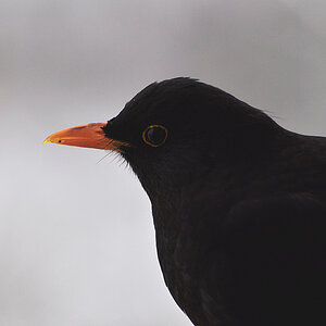 Amsel 03