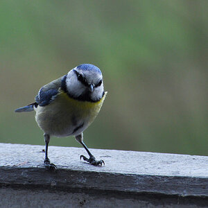 Blaumeise 02