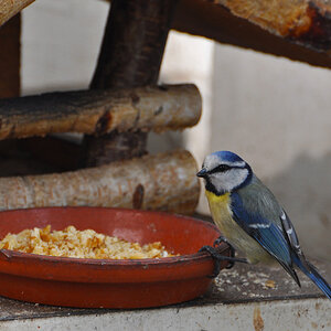 Blaumeise 03