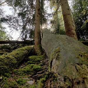 NF-F Treffen Märchensee o5/2oo9 #04