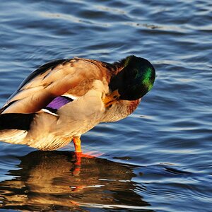 Ente 01