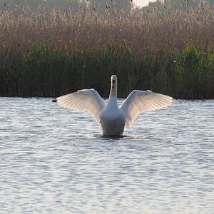 Spread Your Wings
