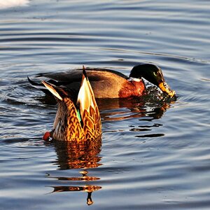 Enten 03