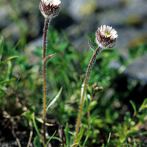 Blumenraten 4