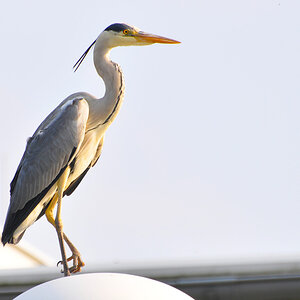 Reiher 02