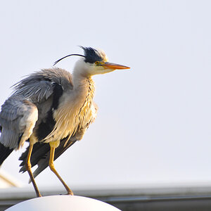 Reiher 03
