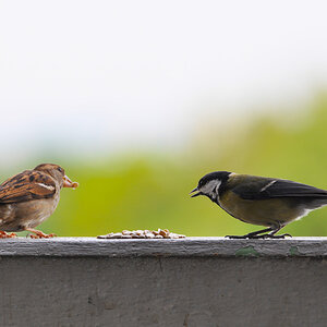 Spatz und Meise