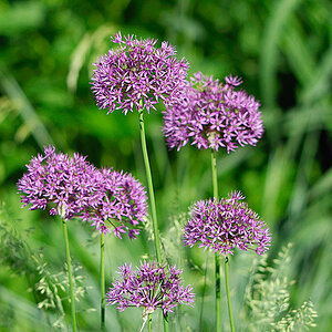 Blume