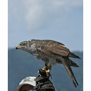 Vogelschau