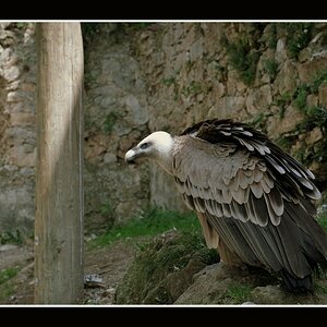 Geier