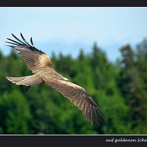auf güldenen Schwingen