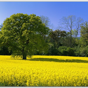Baum in Rapsfeld nahe Plön