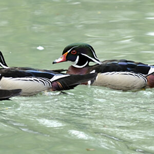 20090424 093857 Hellabrunn