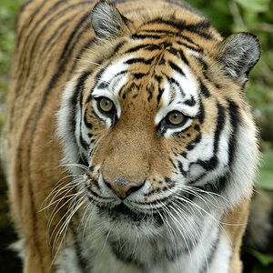 20090424 105332 Hellabrunn