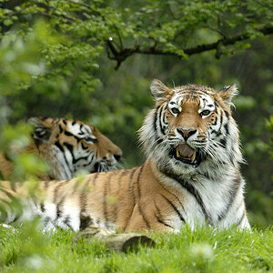 20090424 105905 Hellabrunn