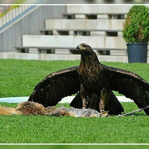 Adler