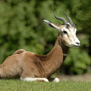 20090424 113305 Hellabrunn