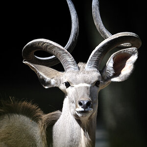 20090424 120923 Hellabrunn