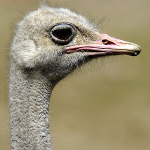 20090424 122106 Hellabrunn