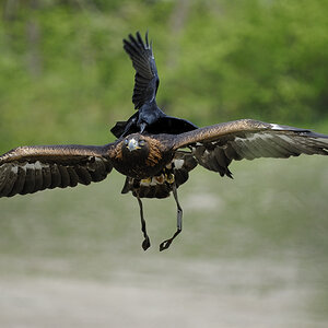20090424 134752 Hellabrunn 01
