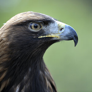 20090424 140227 Hellabrunn