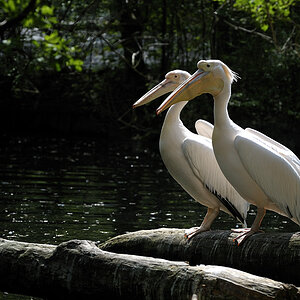 20090424 150914 Hellabrunn