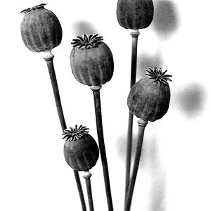 c Mohnkapseln 5350
