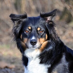 Hund1
