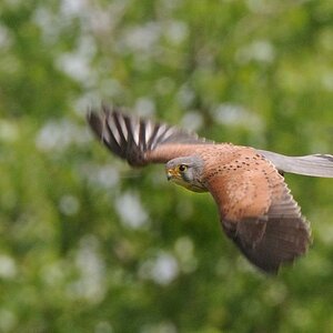 turmfalke