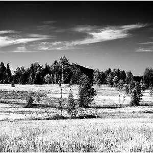 Wiese in IR