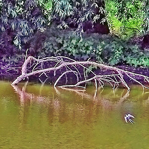 bird over the lake