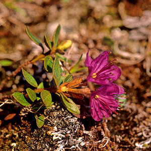 Blumenraten