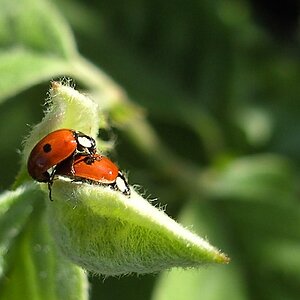 Frühling
1/500 sec, f/2,8
schwierige Aufnahme, weil sich das Blatt im Wind ständig bewegt hat