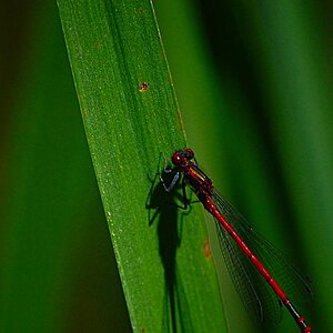 Libelle
