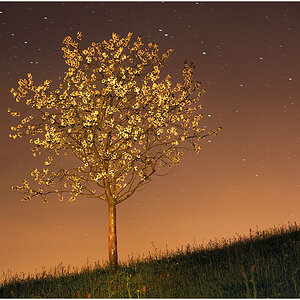 Tree 1
