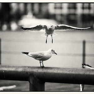 Birds