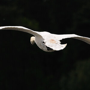 Kastenweiher Schwan17a