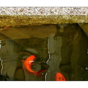 Cat ... Fish - Gefahr im Verzug? I
