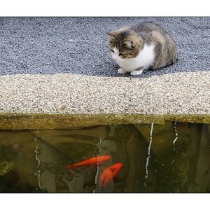 Cat ... Fish - Gefahr im Verzug? II