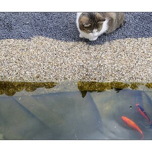 Cat ... Fish - Gefahr im Verzug? III