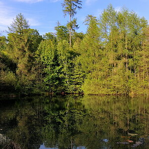 Lichtung