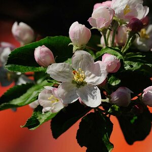 DSC2721 01 Apfelblüte 2009