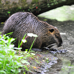 Nutria 03
