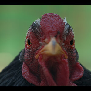 Huhn