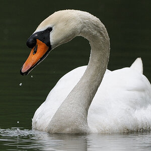 Schwan, Kock's Loch