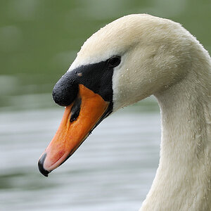 Schwan Portrait, Kock's Loch