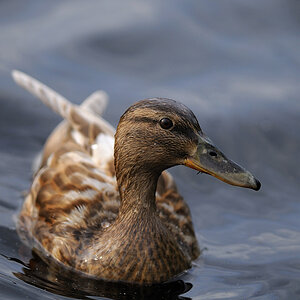 Ente auf der Ruhr, Nähe Kock's Loch