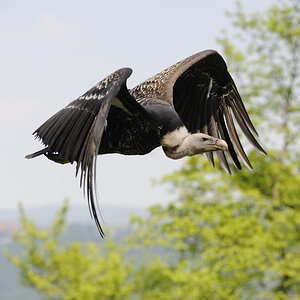 Tierpark Edersee, 02.05.2009
Flügelschlagender Gänsegeier