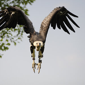 Tierpark Edersee, 02.05.2009
Gänsegeier im direkten Anflug auf den Photographen