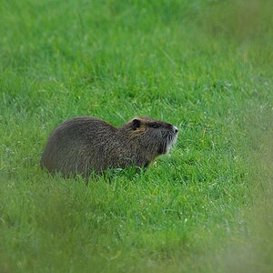 Mama Nutria